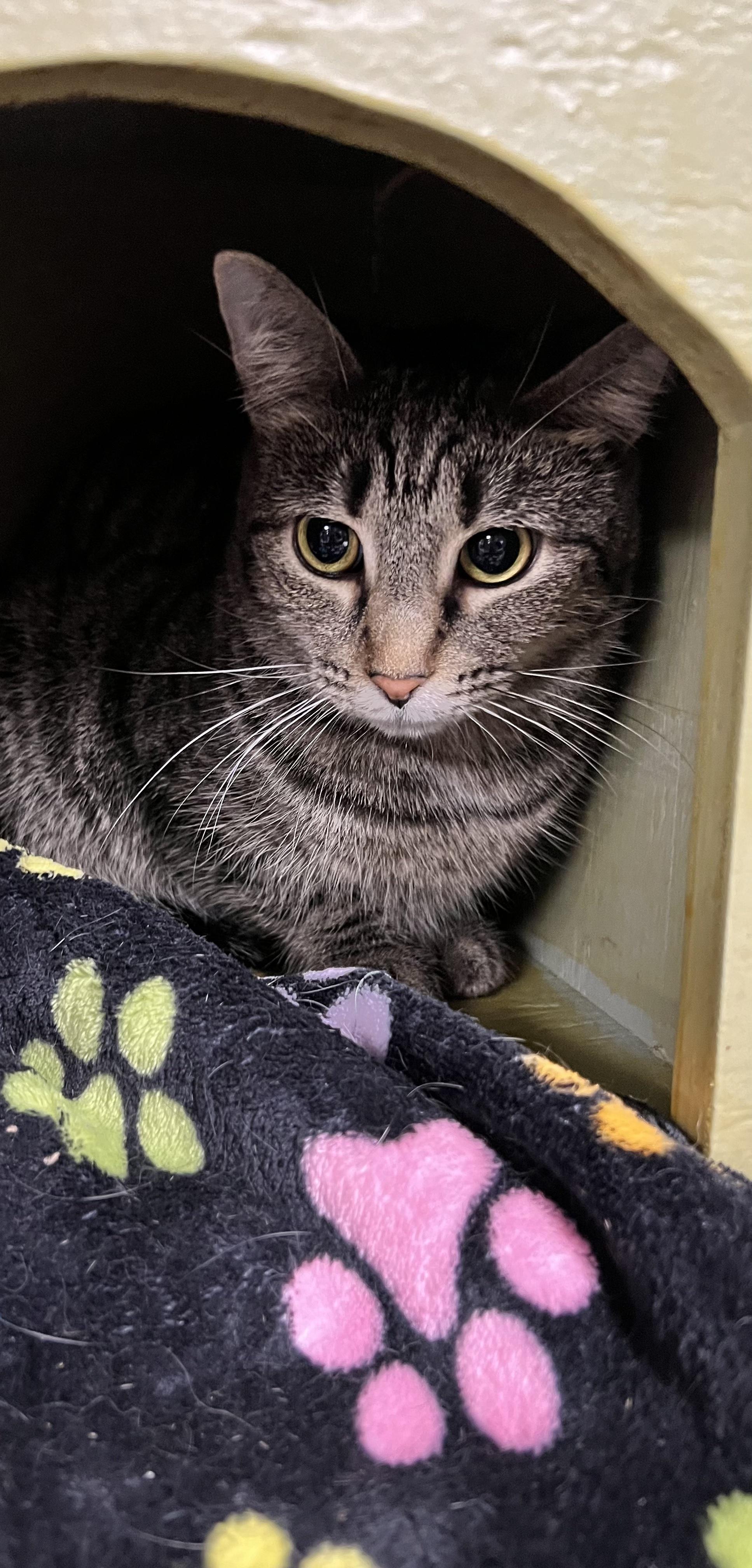 Enlarge Jelly, a Adoptable Domestic Short Hair in Holland, MI image 2/2