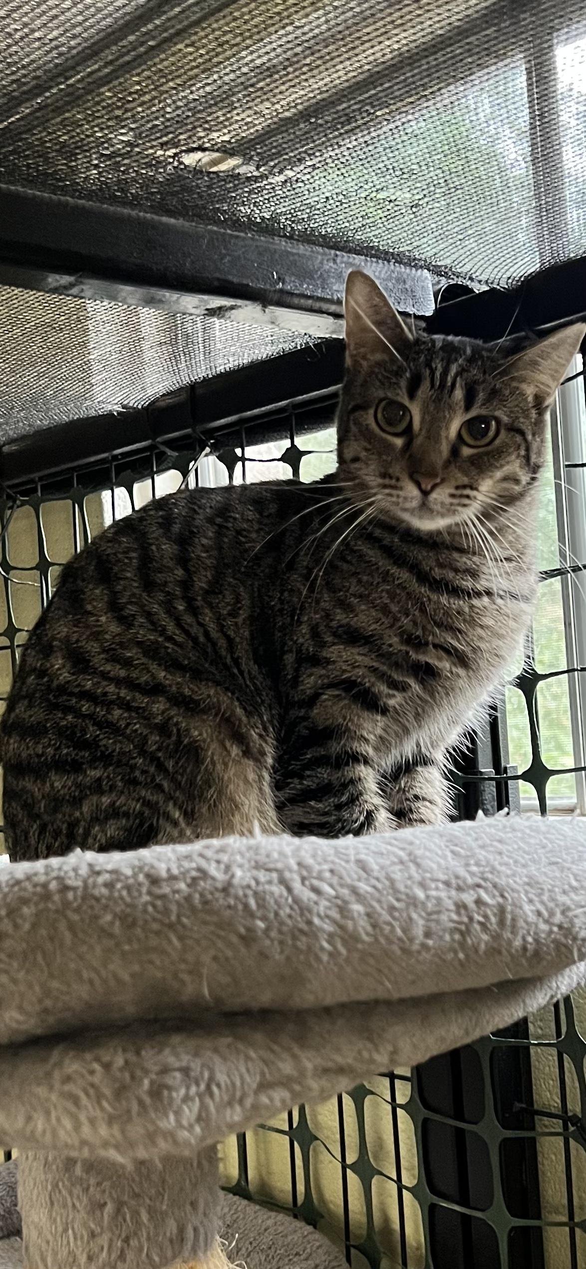 Jelly, Adoptable, Adult Female Domestic Short Hair.