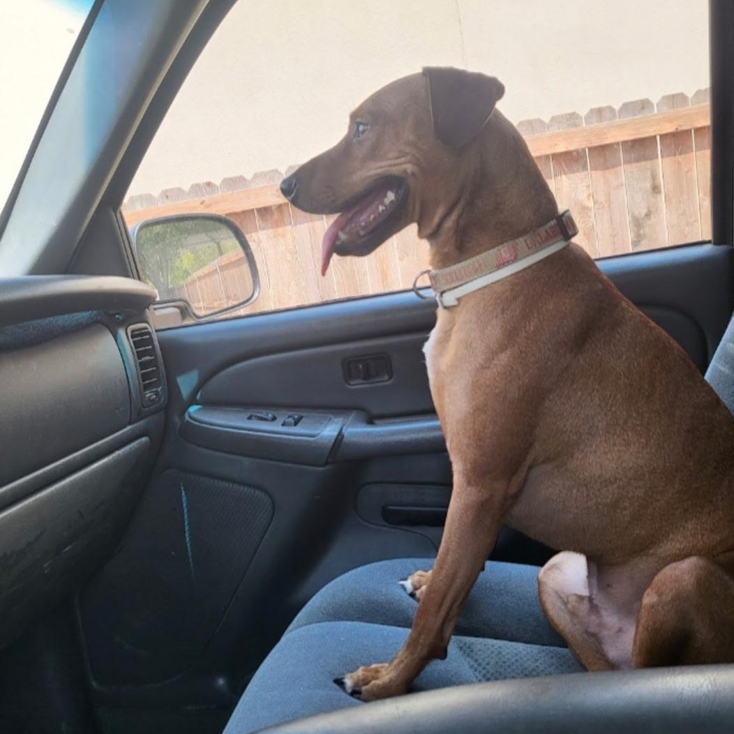 Buster, Adoptable, Adult Male Mixed Breed.