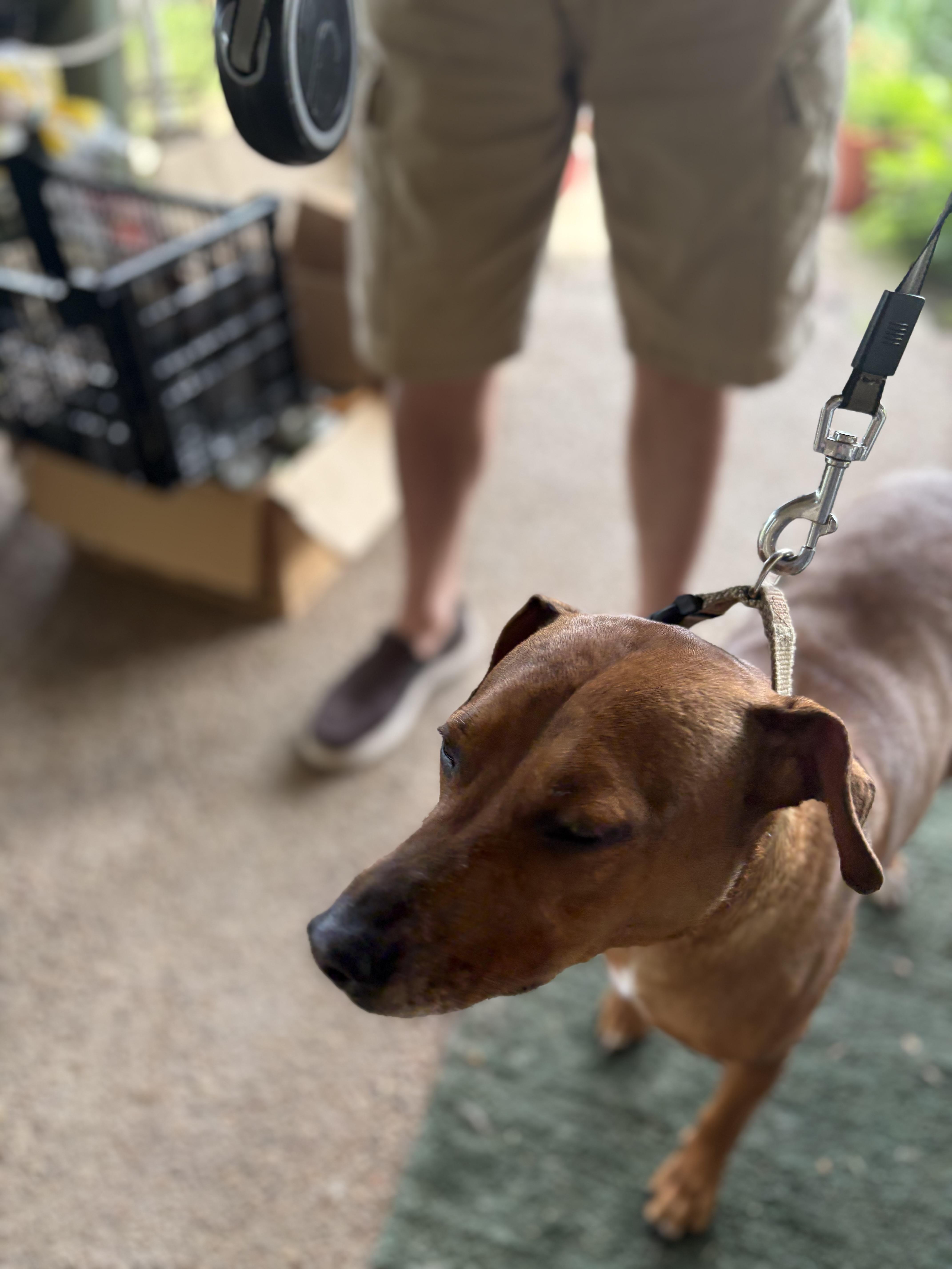 Enlarge Buster, a ADOPTABLE Mixed Breed in Weatherford, TX image 4/4