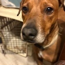 Enlarge Buster, a ADOPTABLE Mixed Breed in Weatherford, TX image 2/4