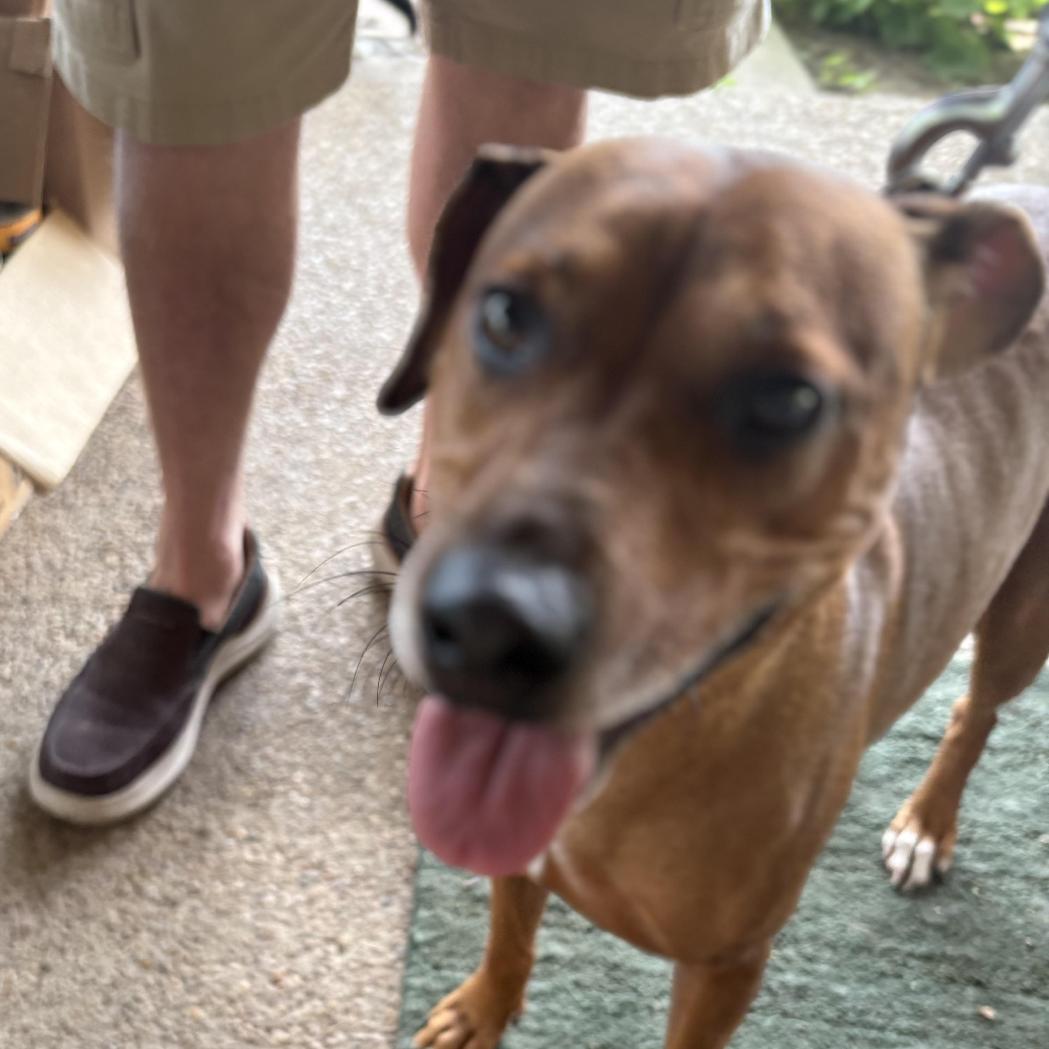 Enlarge Buster, a ADOPTABLE Mixed Breed in Weatherford, TX image 3/4
