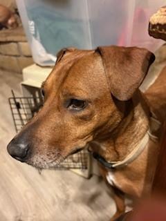 Buster, ADOPTABLE, Adult Male Mixed Breed.