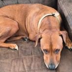 Enlarge Buster, a Adoptable Mixed Breed in Weatherford, TX image 5/5