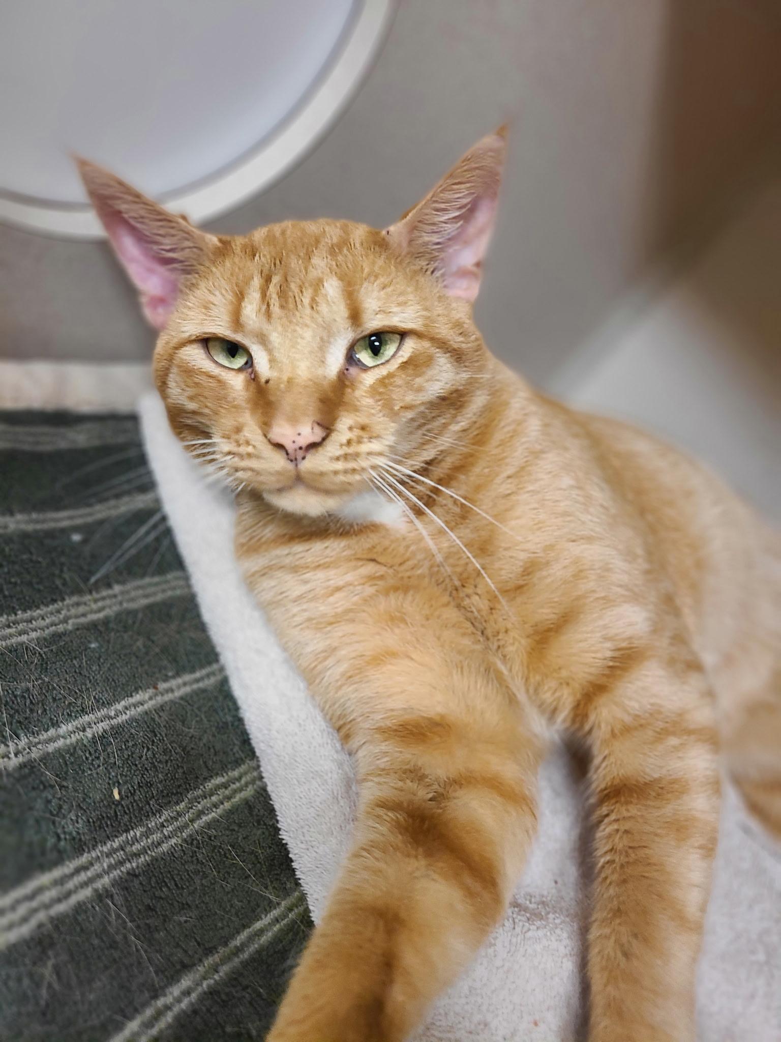 Enlarge Leo AKA Orange Man, a Adopted Domestic Short Hair in Hudson, NY image 3/3