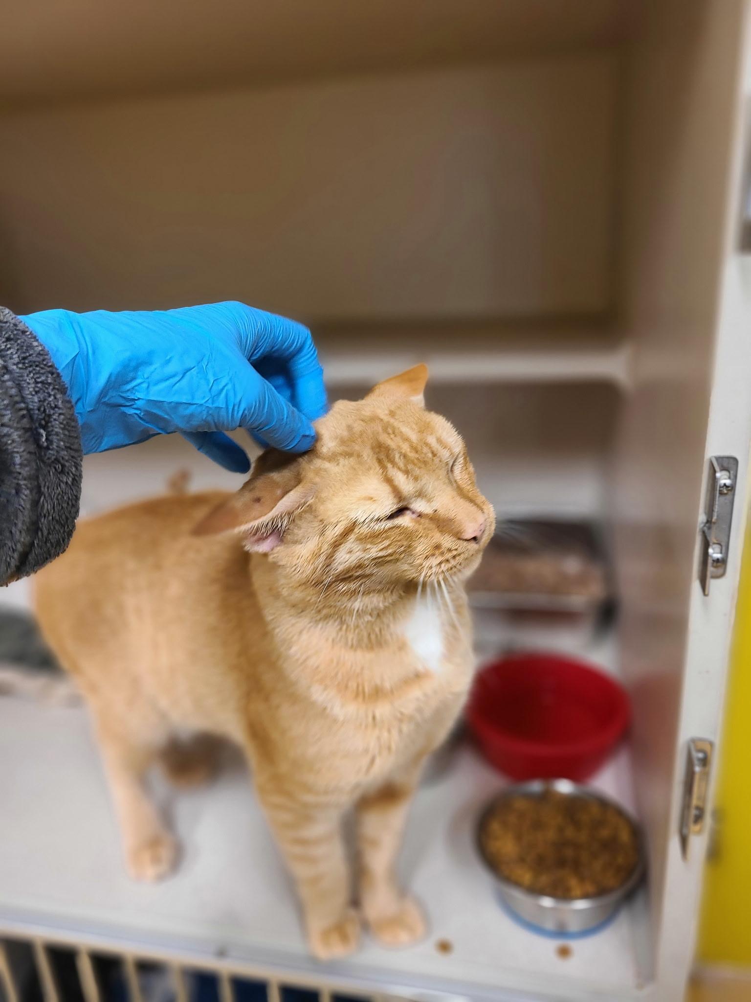 Enlarge Leo AKA Orange Man, a Adopted Domestic Short Hair in Hudson, NY image 2/3