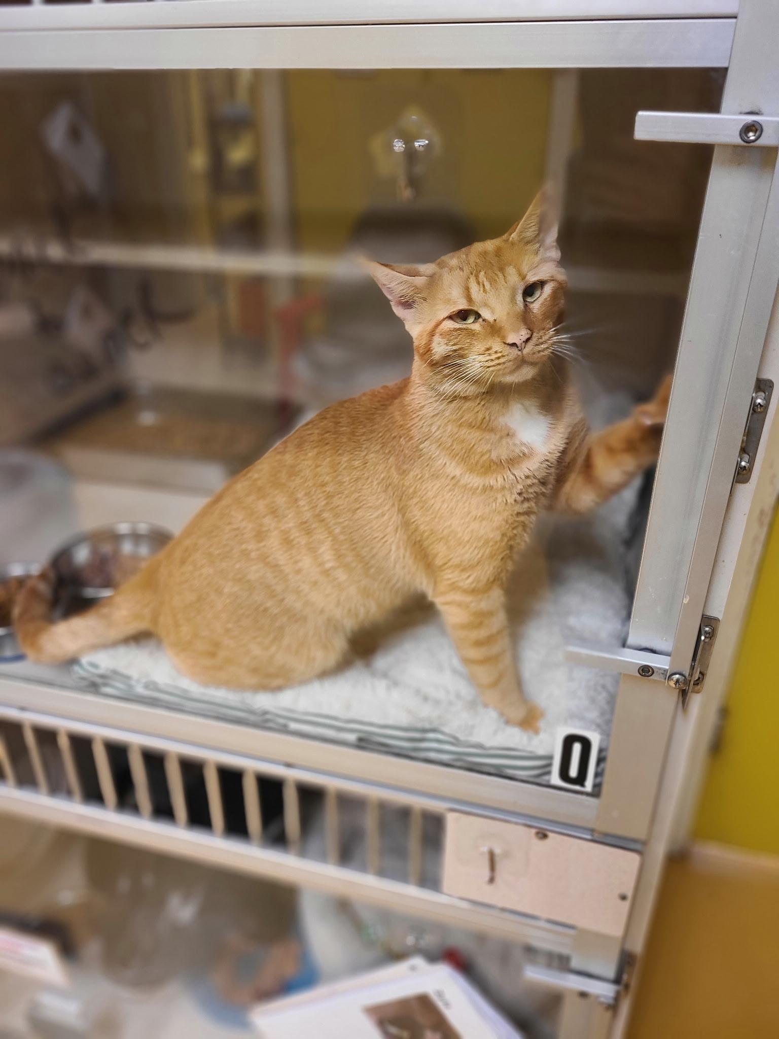 Leo AKA Orange Man, Adopted, Young Male Domestic Short Hair.