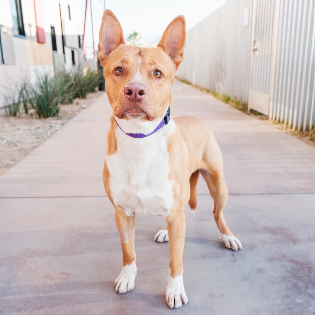 John Wayne, Adoptable, Adult Male Mixed Breed.