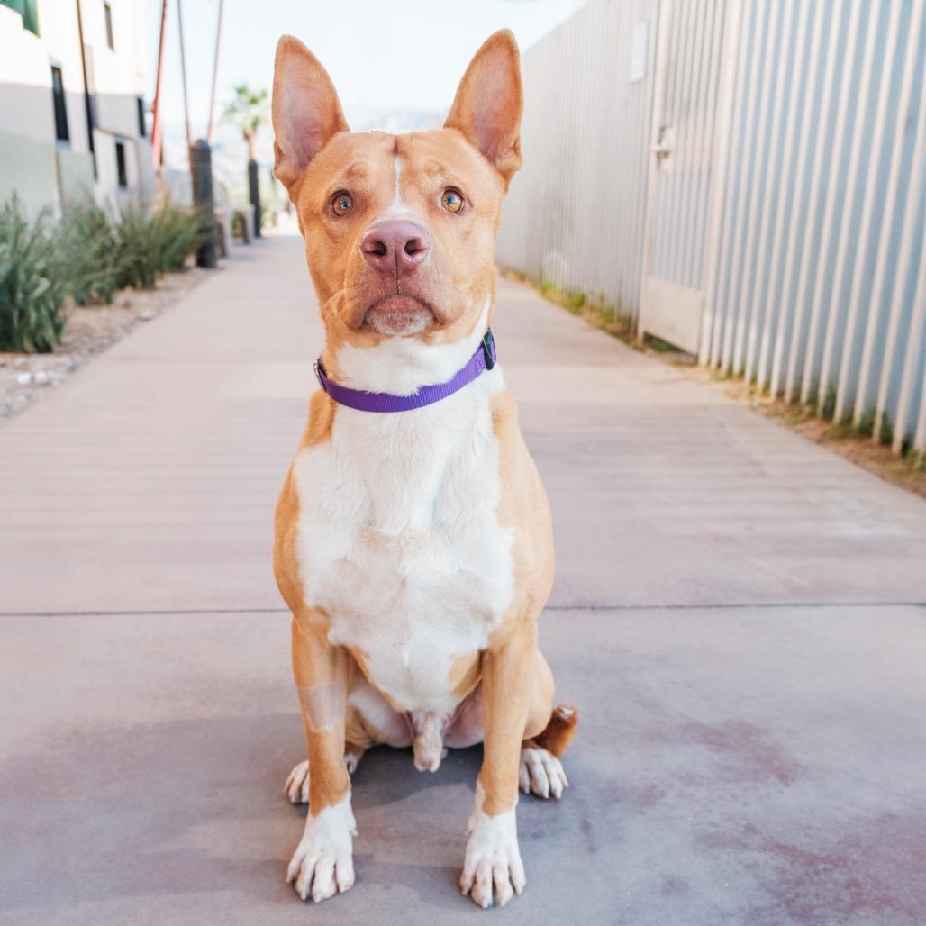 Enlarge John Wayne, a Adoptable Mixed Breed in Palm Springs, CA image 2/3