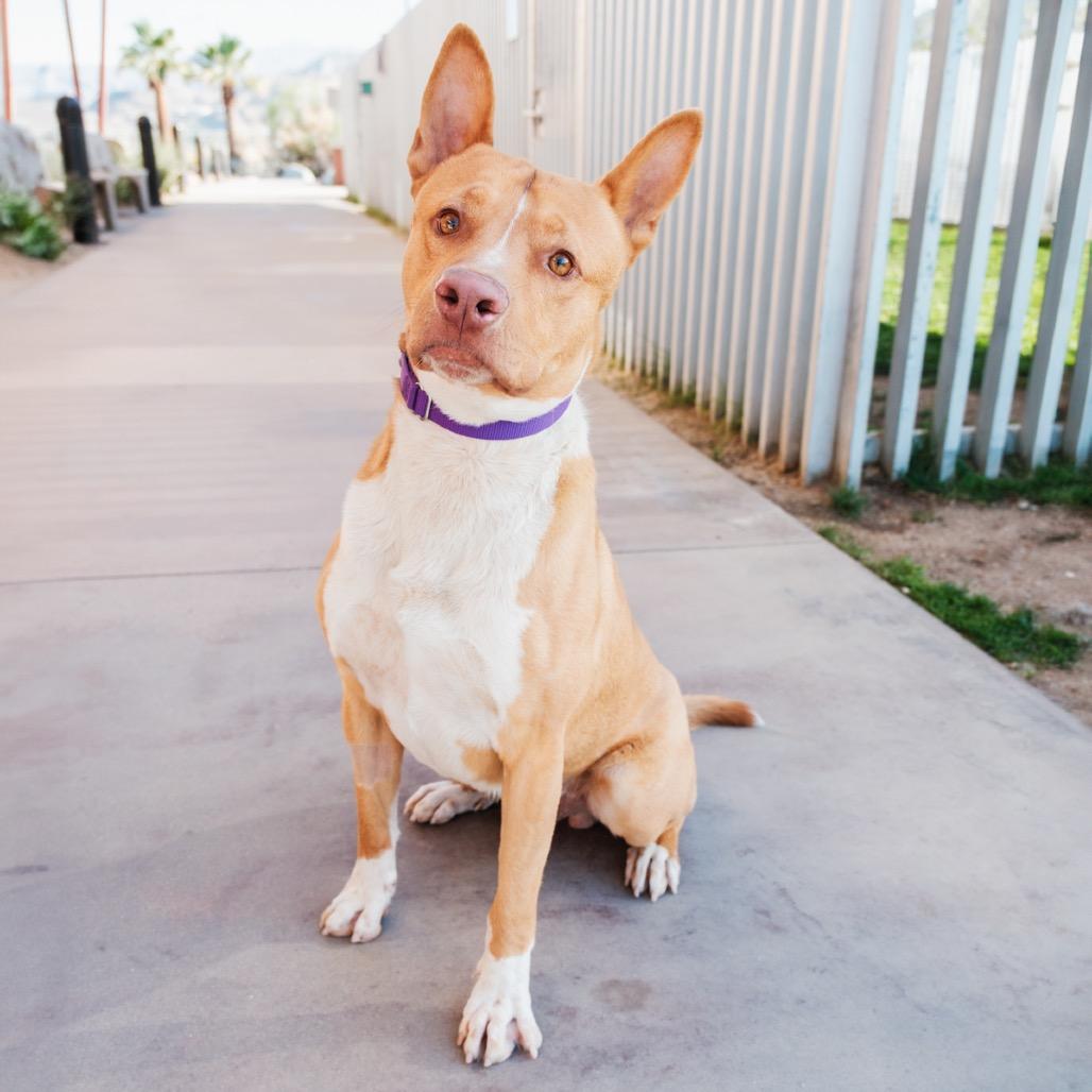 Enlarge John Wayne, a Adoptable Mixed Breed in Palm Springs, CA image 3/3