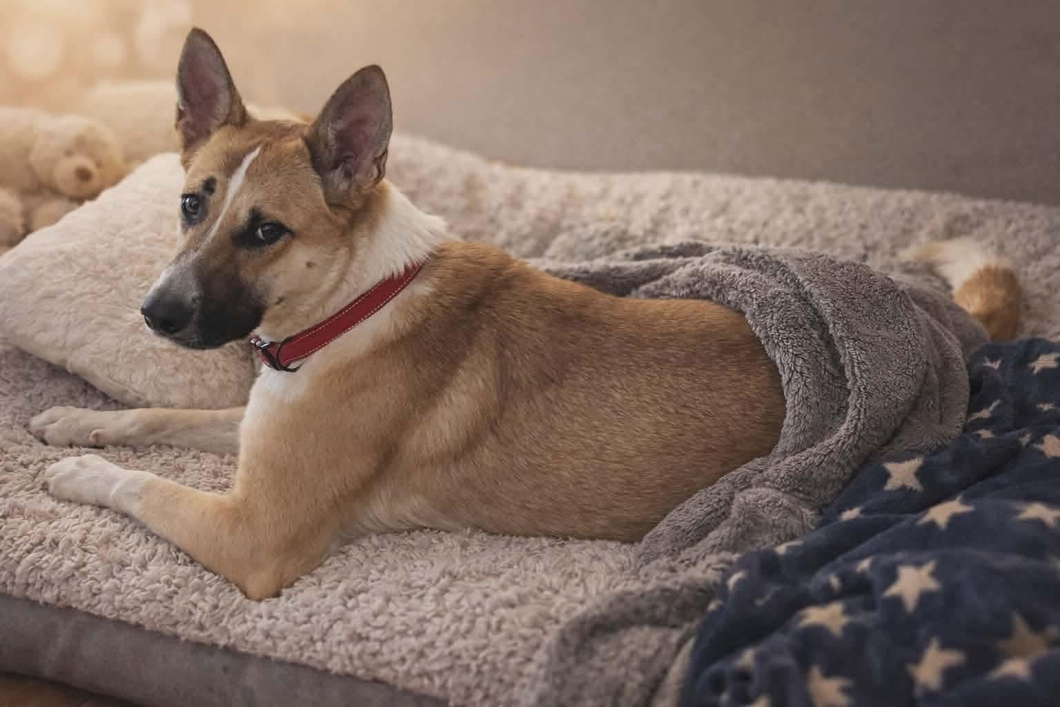 Panda , a ADOPTABLE mixed breed in Elkhorn, WI image 4/5