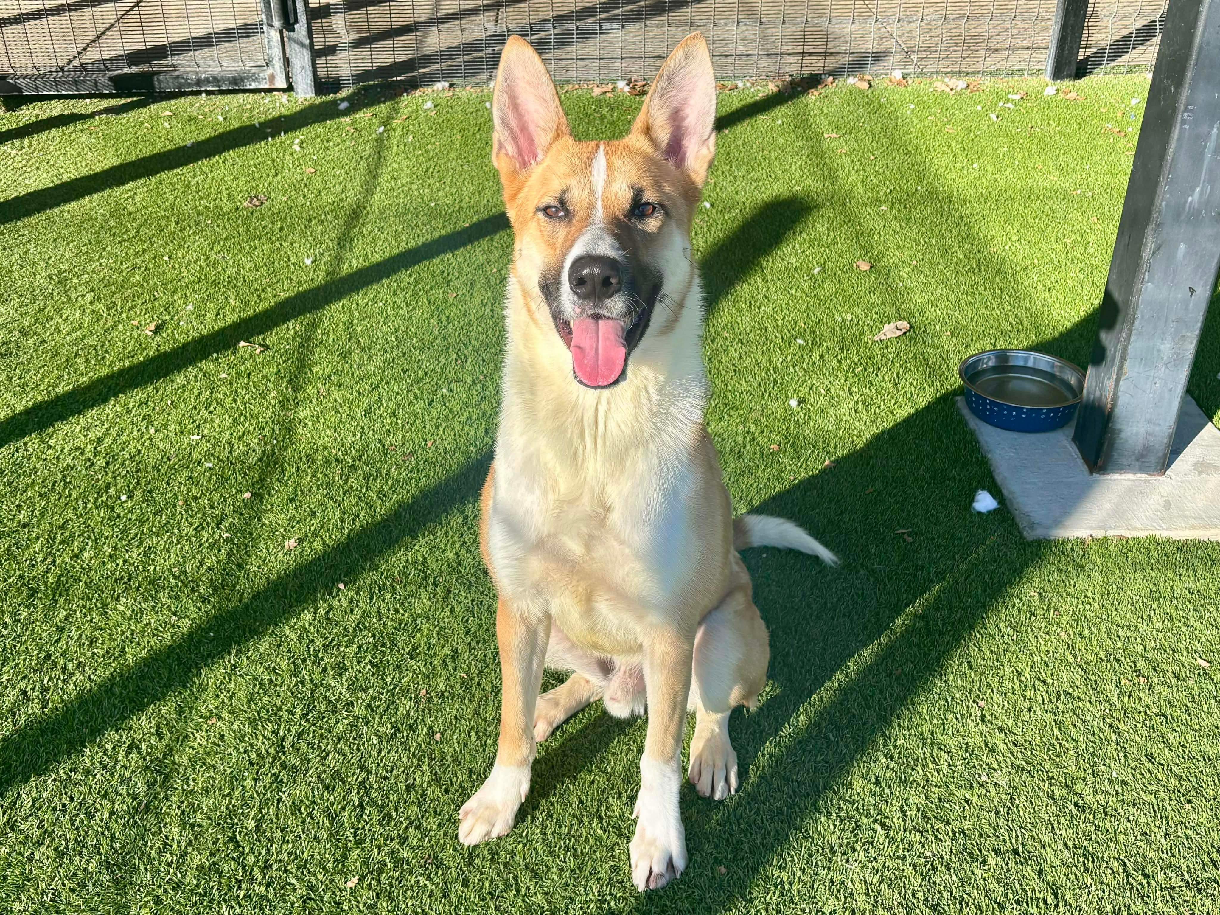 Panda , ADOPTABLE, Young Male Akita.