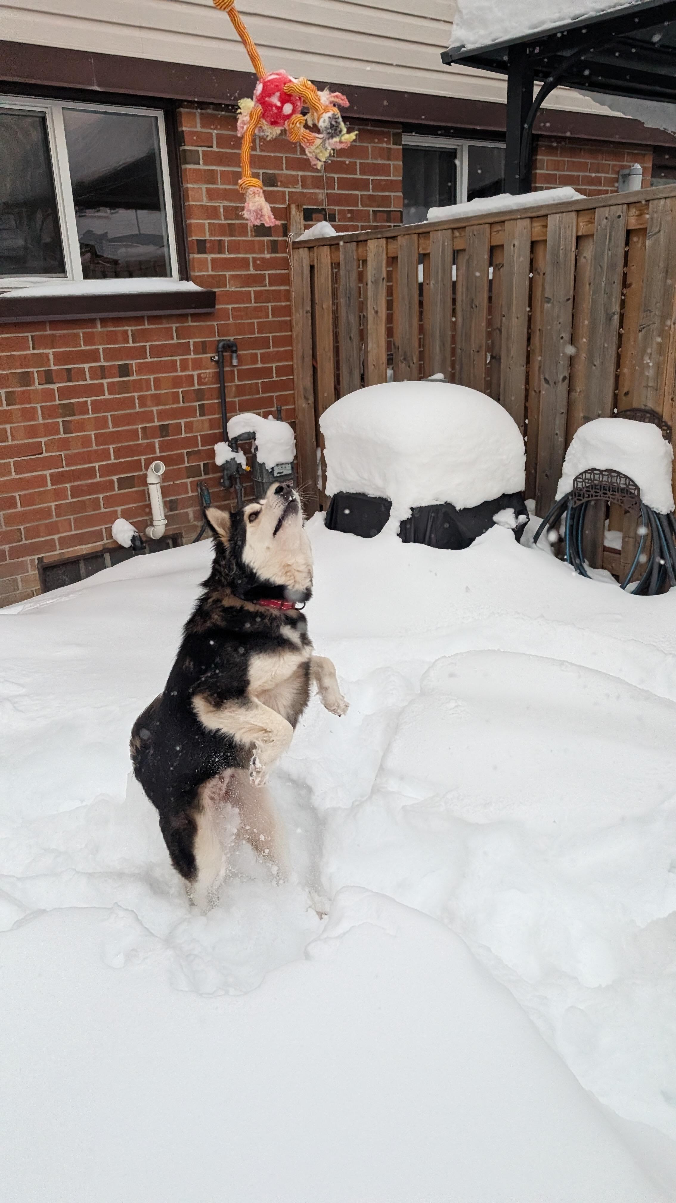 Enlarge Misty, an adopted mixed breed in Oakville, ON image 3/6