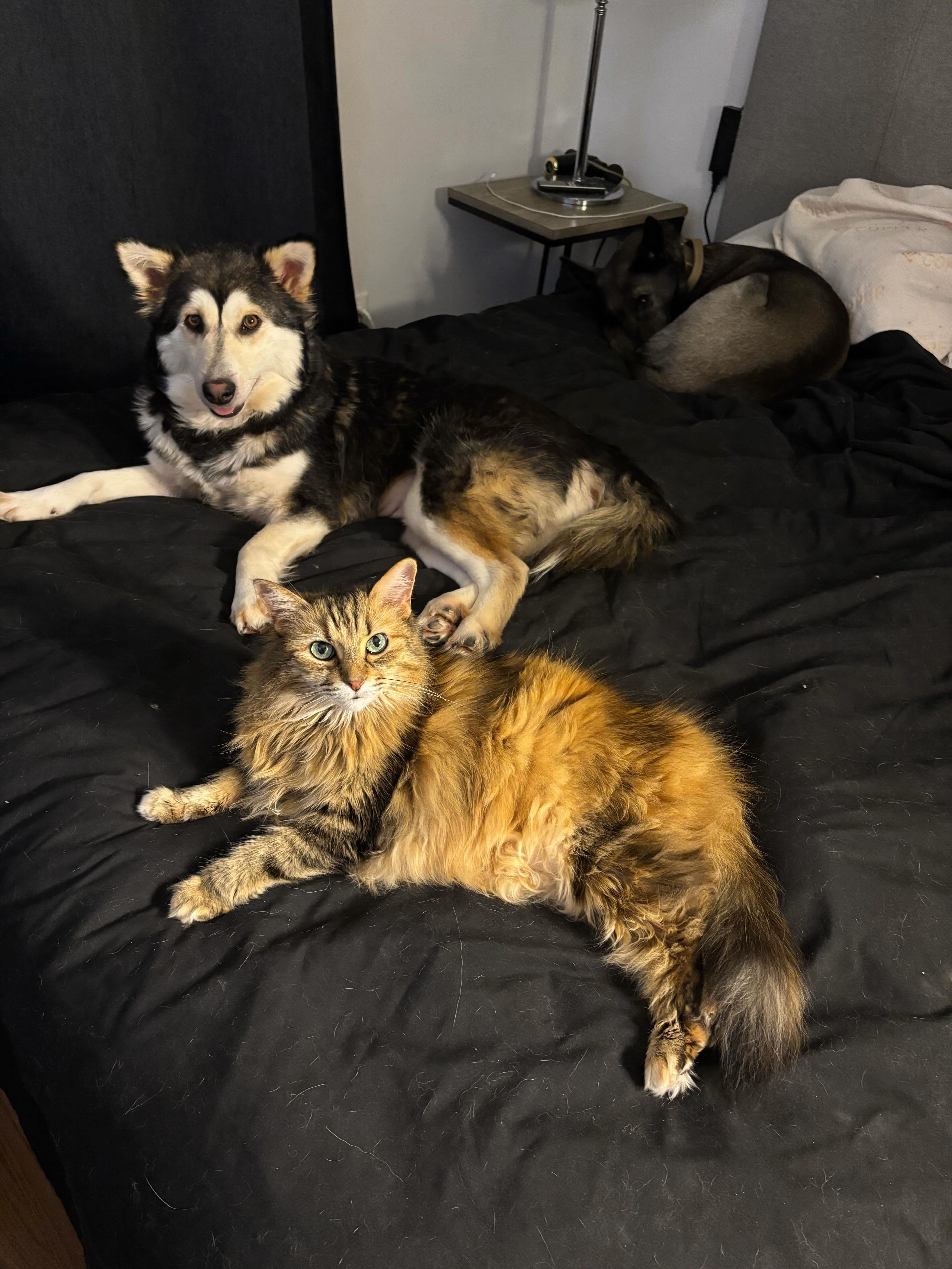 Enlarge Misty, an adopted mixed breed in Oakville, ON image 4/6