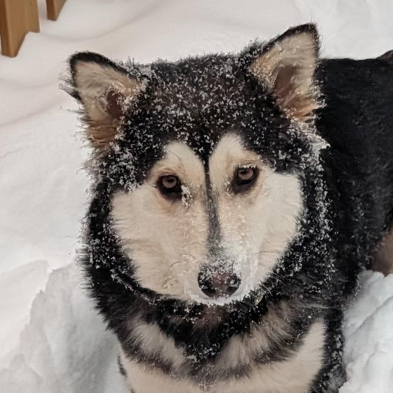 Enlarge Misty, an adopted mixed breed in Oakville, ON image 1/6
