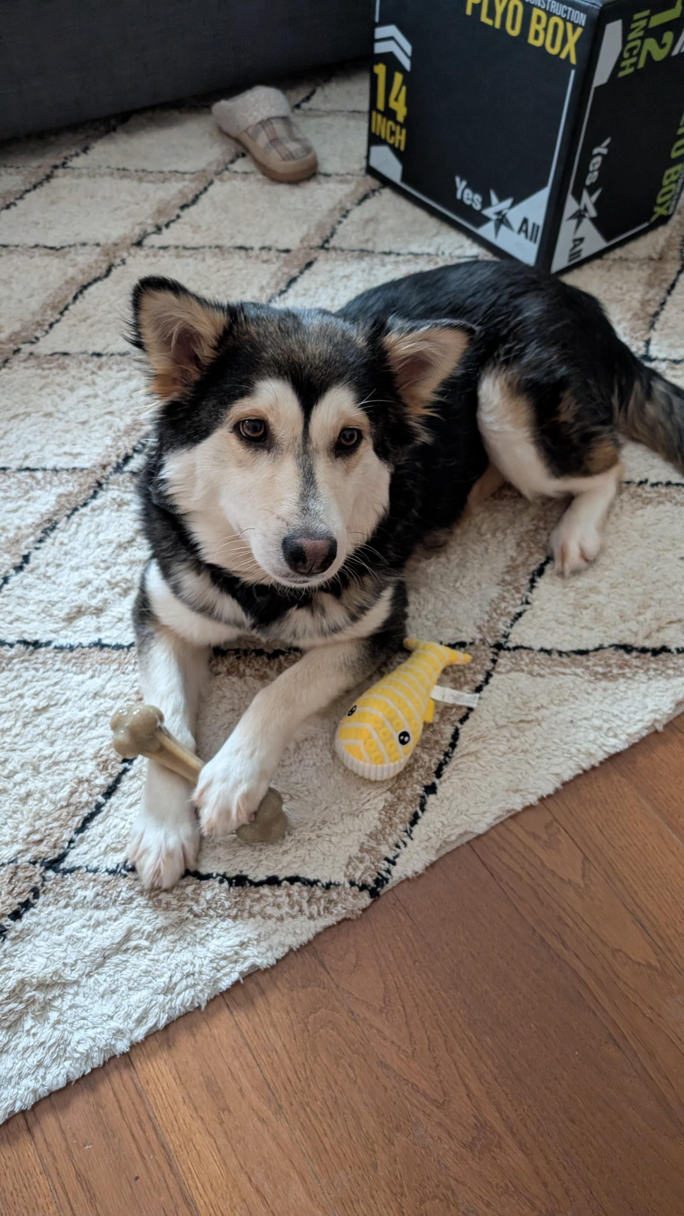 Enlarge Misty, an adopted mixed breed in Oakville, ON image 5/6