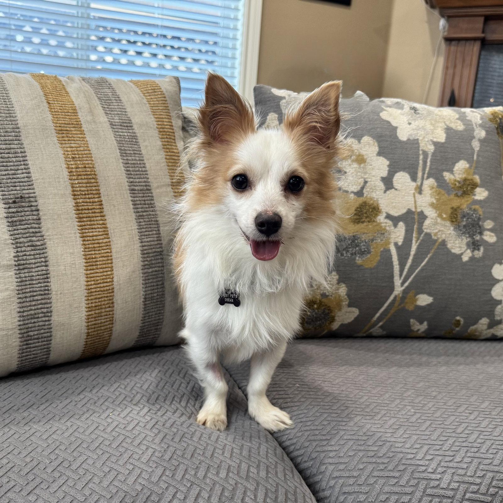 Enzo, Adopted, Young Male Papillon & Chihuahua.