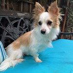 Enlarge Enzo, a Adopted mixed breed in Santa Clara, CA image 2/3