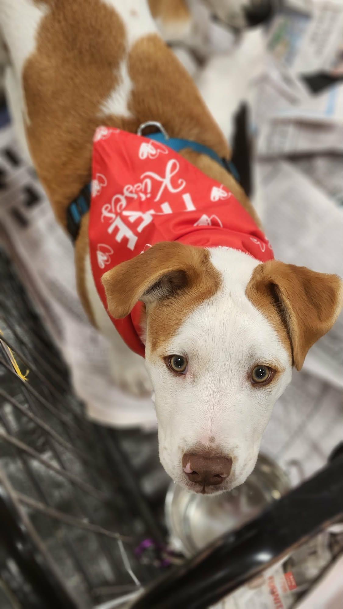 Alfie LH — thumbnail 3