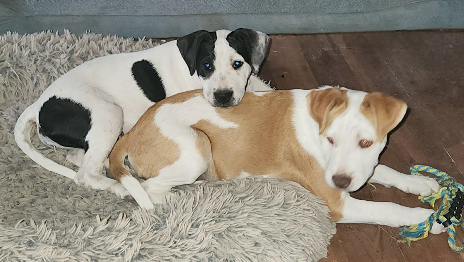 Alfie LH — thumbnail 4