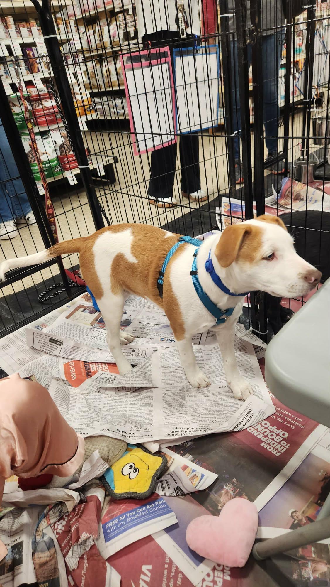 Alfie LH — thumbnail 5