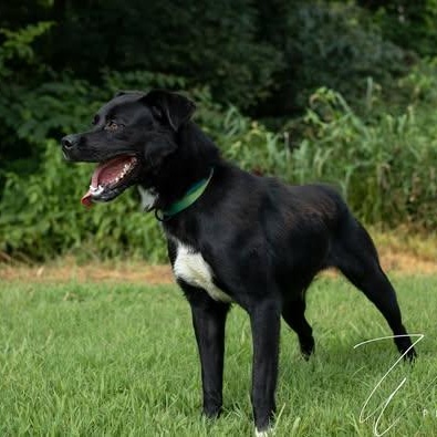 Raven - Sponsored Adoption