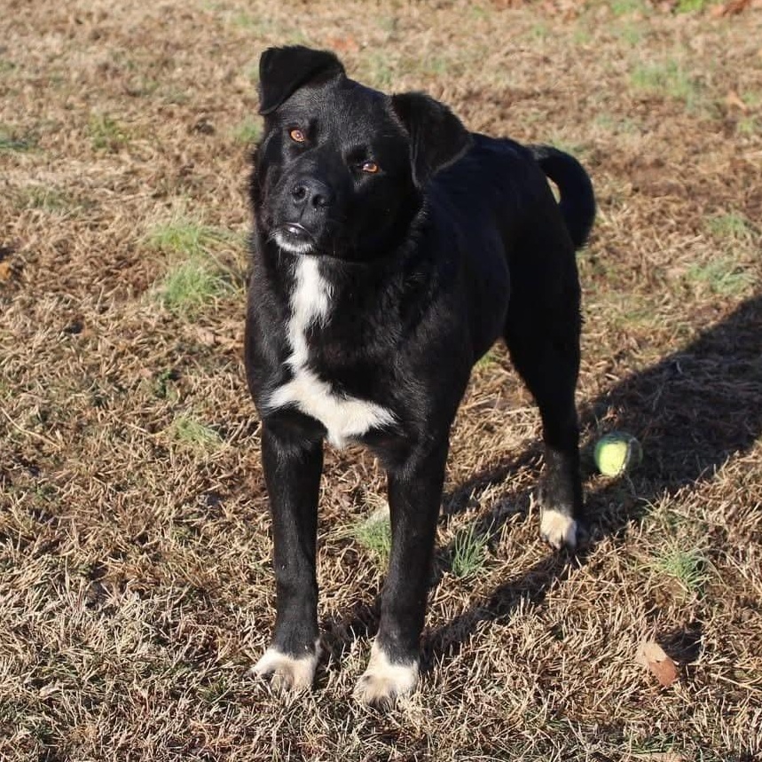 Raven - Sponsored Adoption