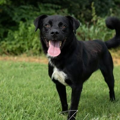 Raven - Sponsored Adoption