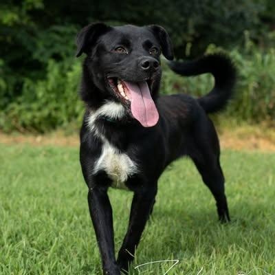 Raven - Sponsored Adoption