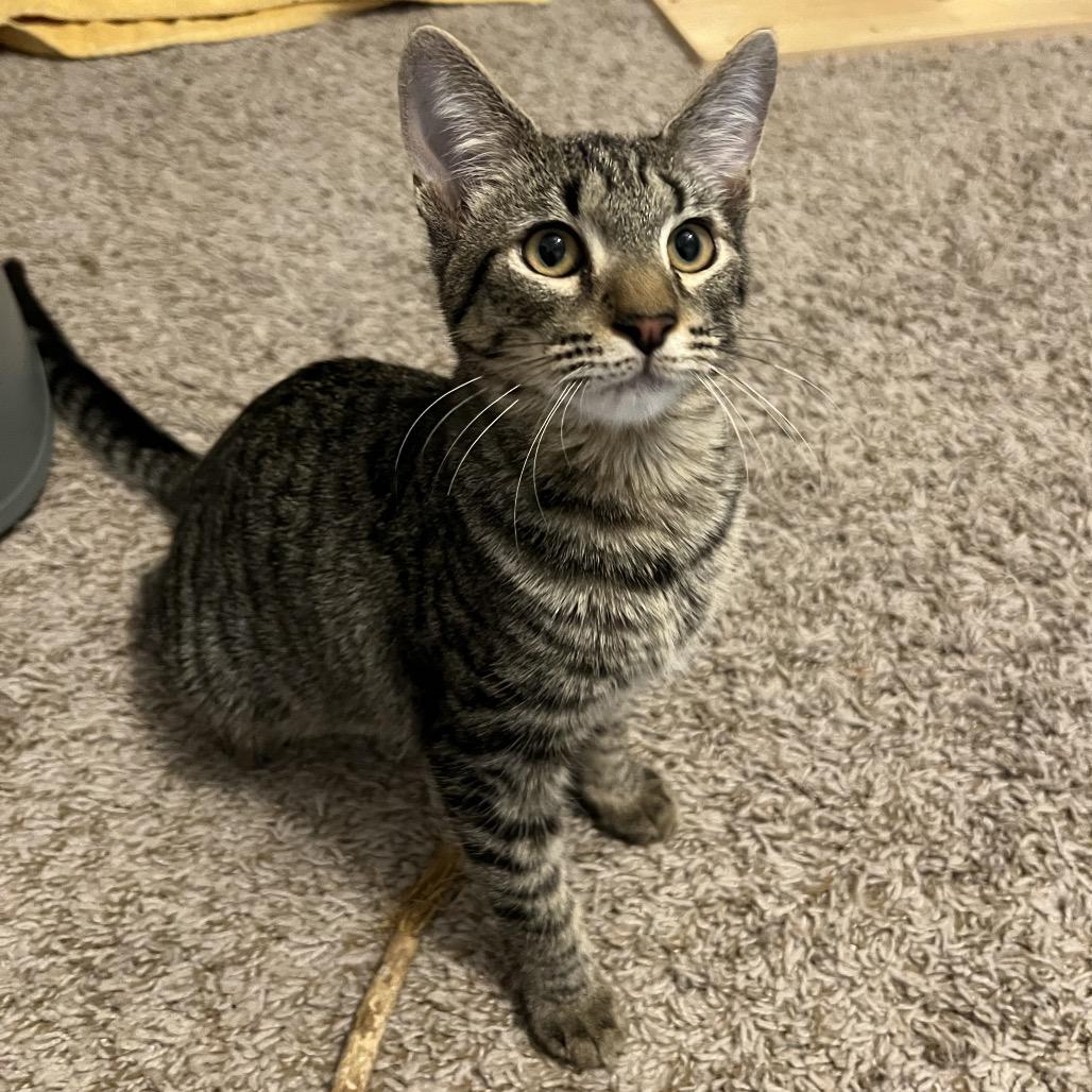 Moose, Adoptable, Young Male Domestic Short Hair.