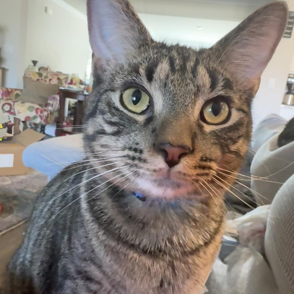 Enlarge Moose, a Adoptable Domestic Short Hair in Huntsville, AL image 3/3