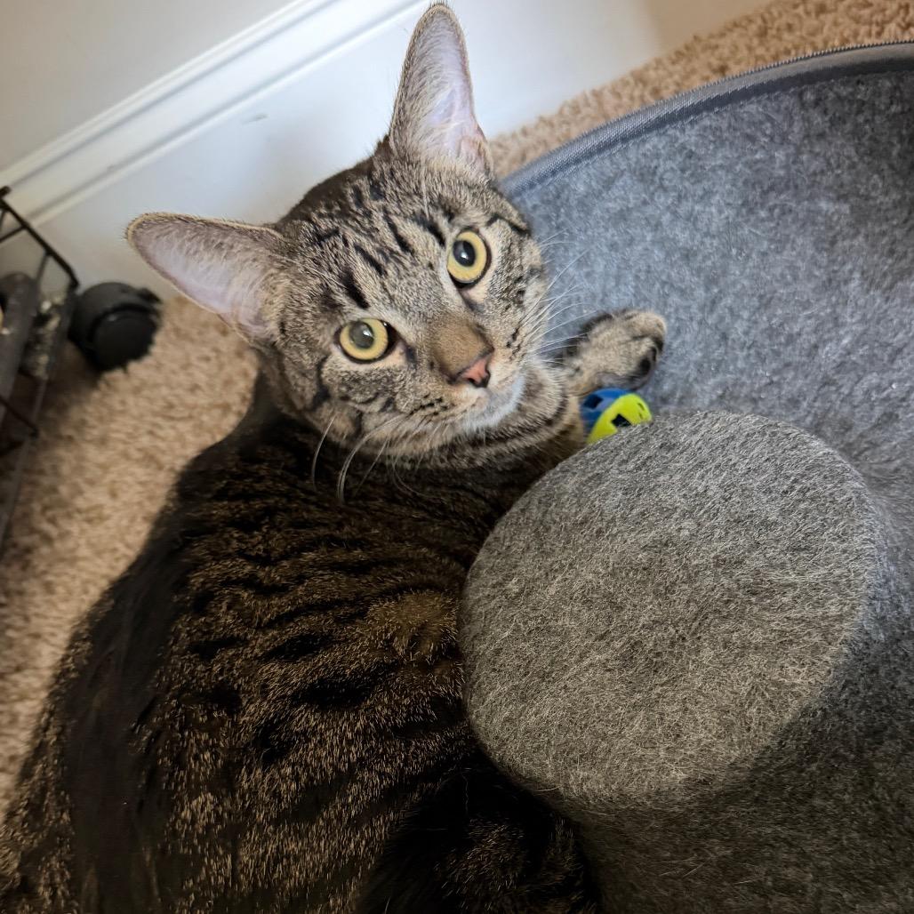 Enlarge Moose, a Adoptable Domestic Short Hair in Huntsville, AL image 2/2