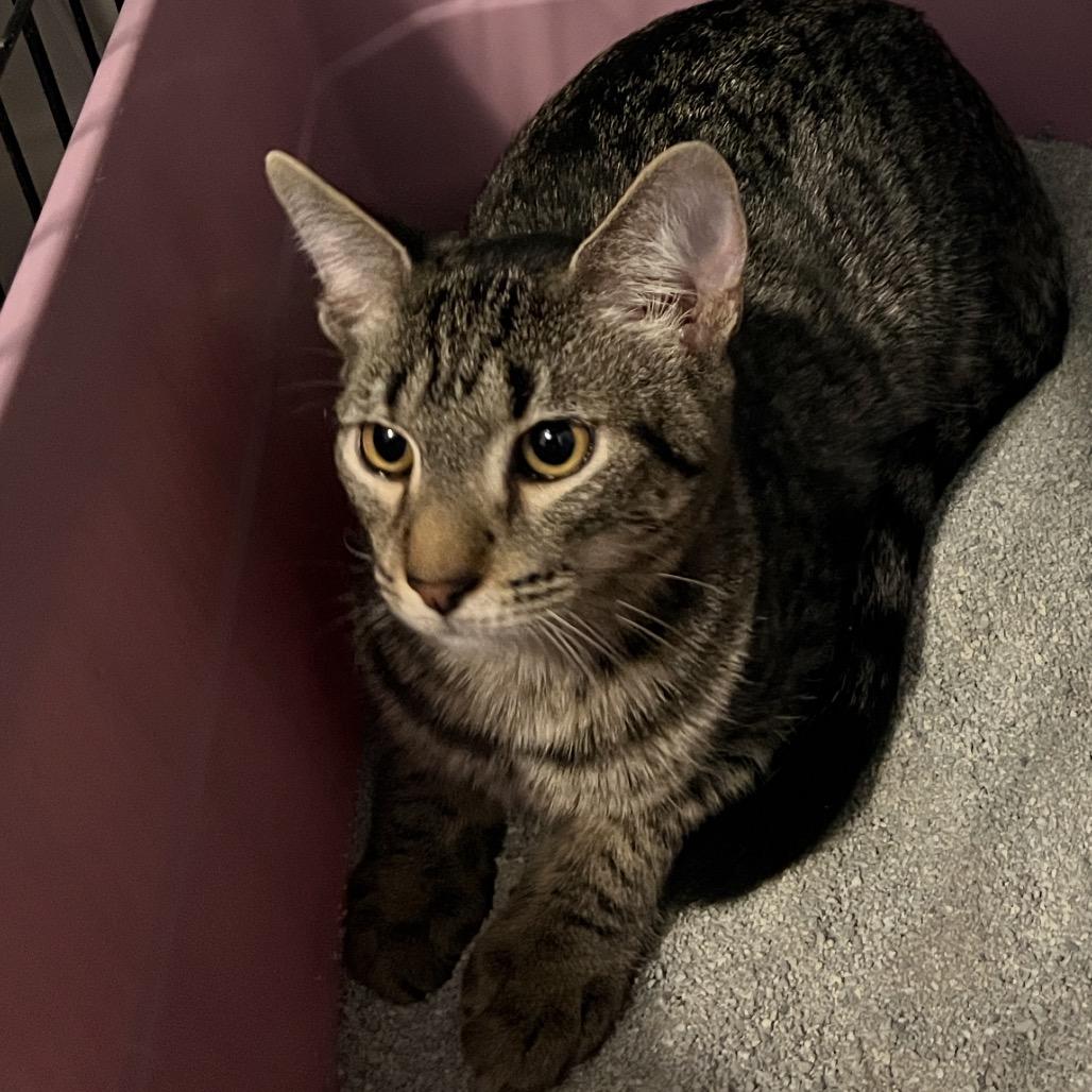 Moose, a Adoptable Domestic Short Hair in Huntsville, AL image 3/4