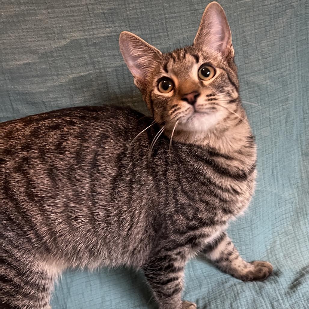 Moose, a Adoptable Domestic Short Hair in Huntsville, AL image 4/4