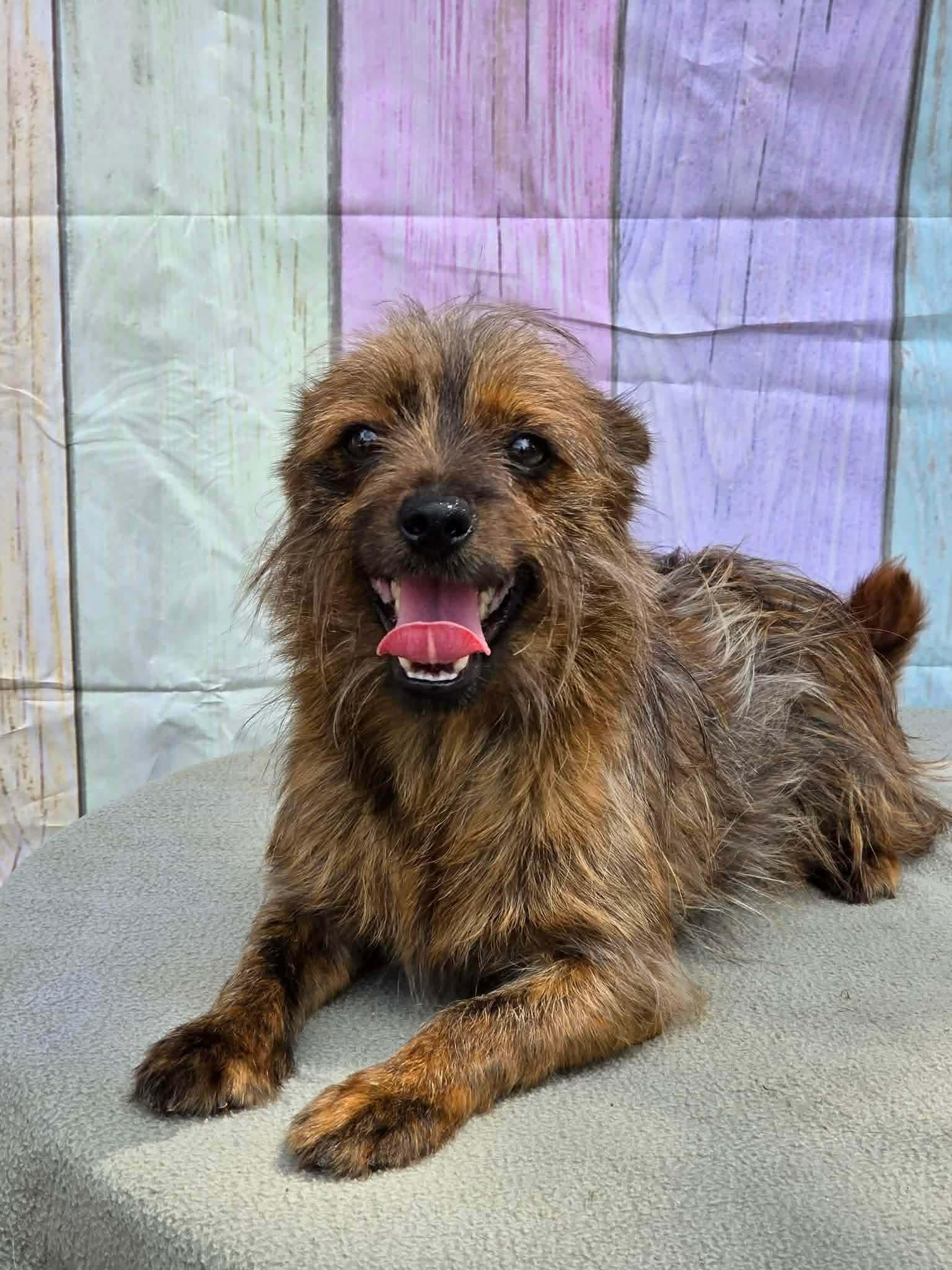 Enlarge Chewy, an adopted mixed breed in Eatontown, NJ image 1/4