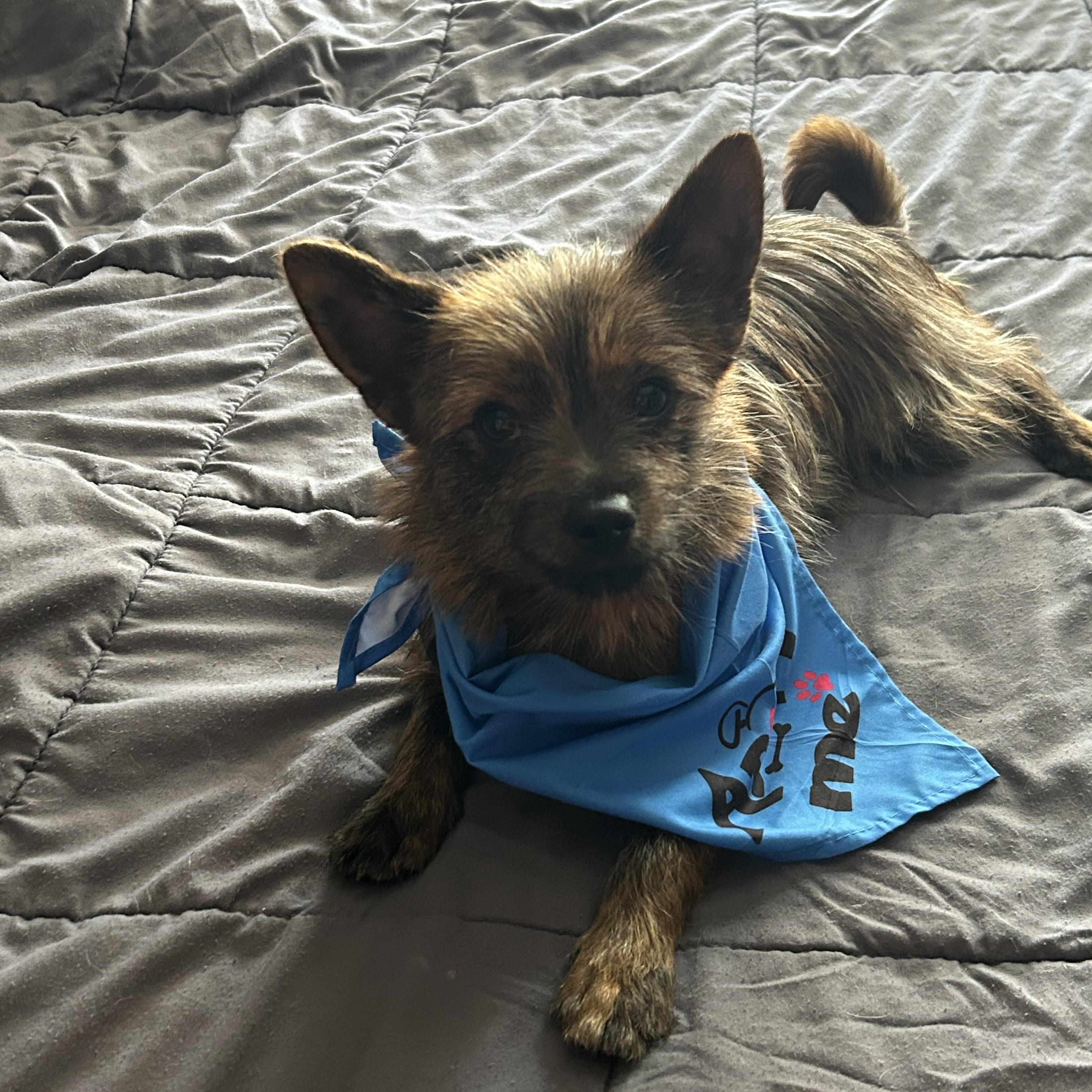 Chewy, adopted, Young Male Yorkshire Terrier & Italian Greyhound.