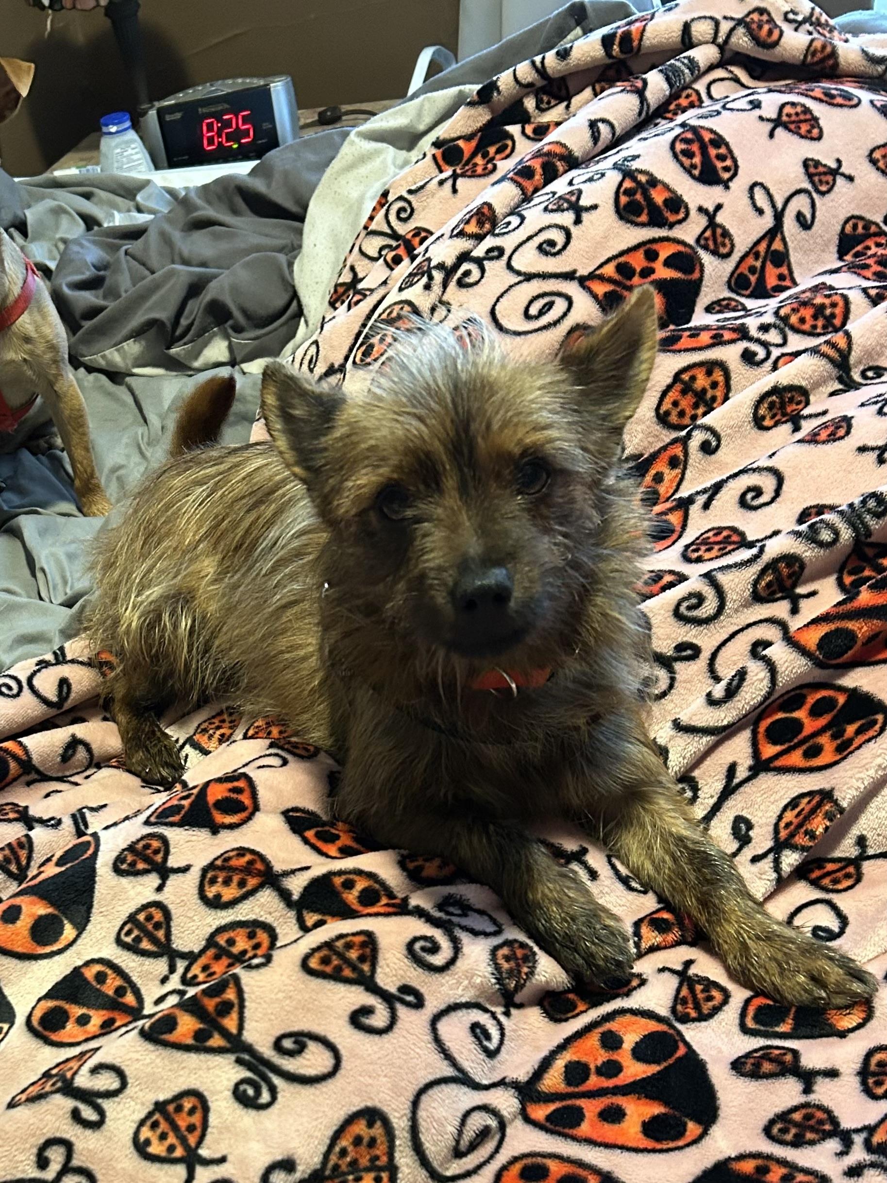 Enlarge Chewy, an adopted mixed breed in Eatontown, NJ image 4/4