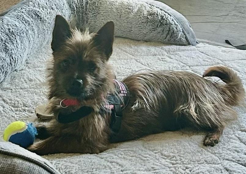 Chewy, an adopted mixed breed in Eatontown, NJ image 3/6