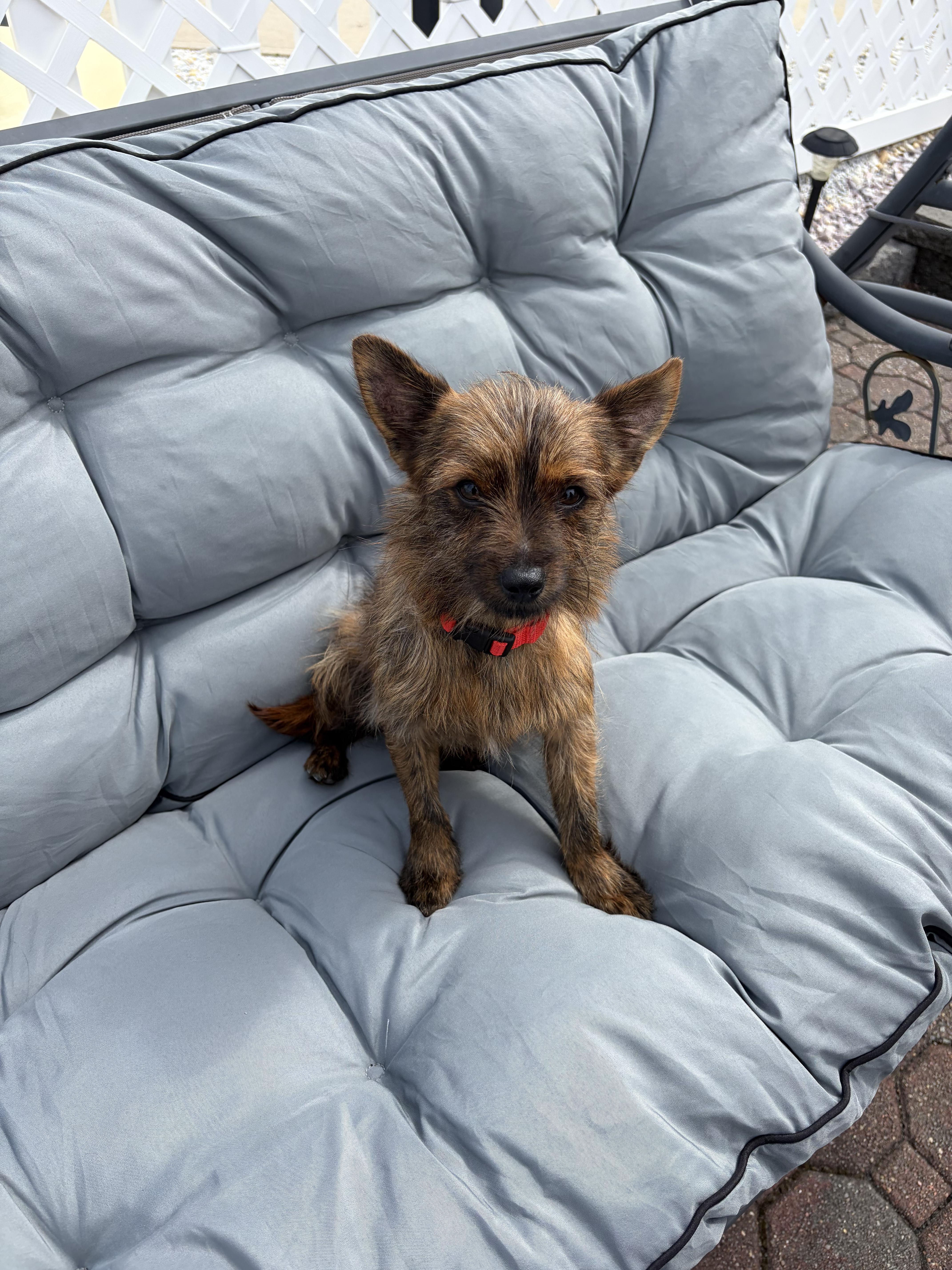 Enlarge Chewy, an adopted mixed breed in Eatontown, NJ image 3/4