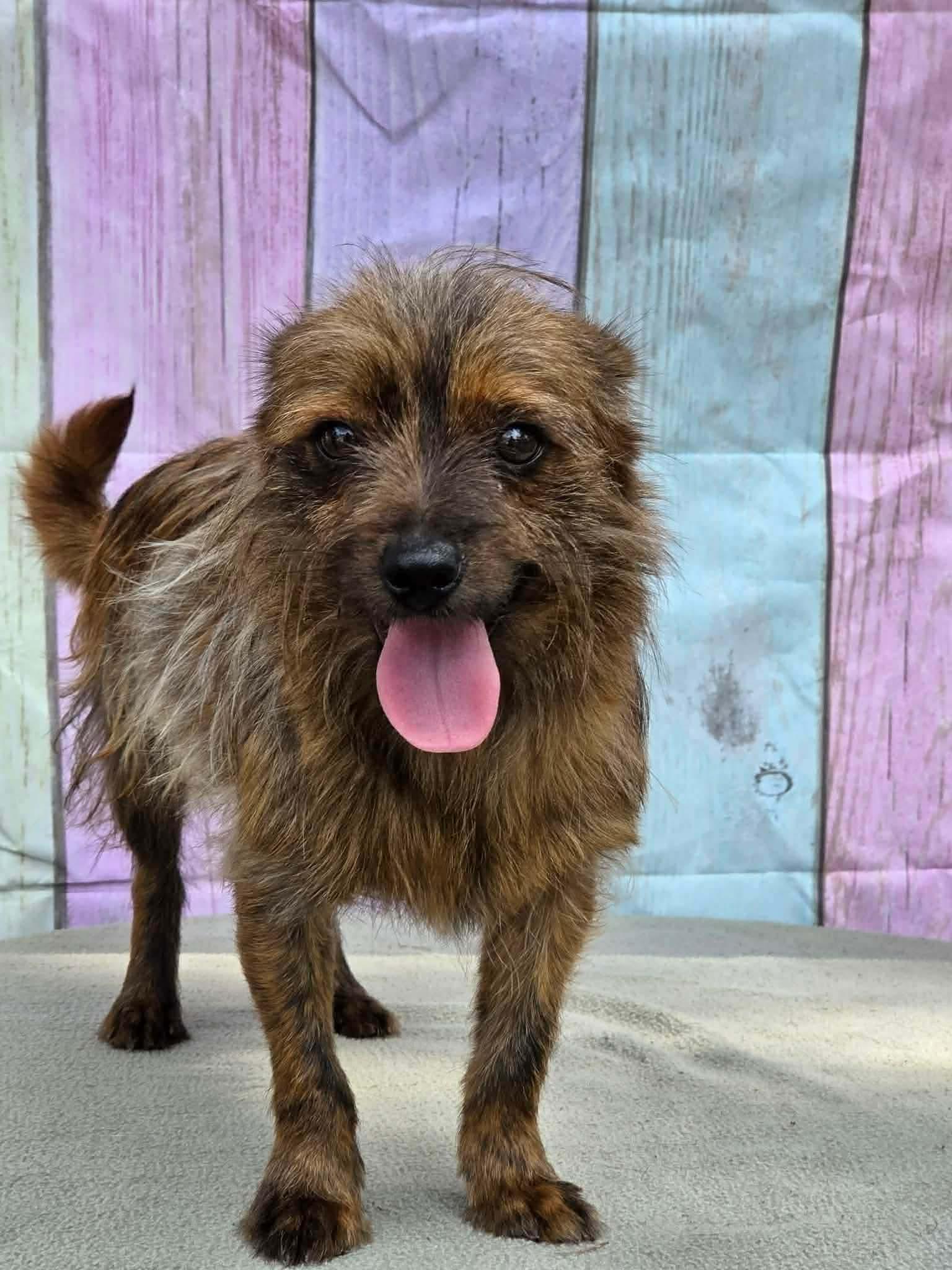 Enlarge Chewy, an adopted mixed breed in Eatontown, NJ image 2/4