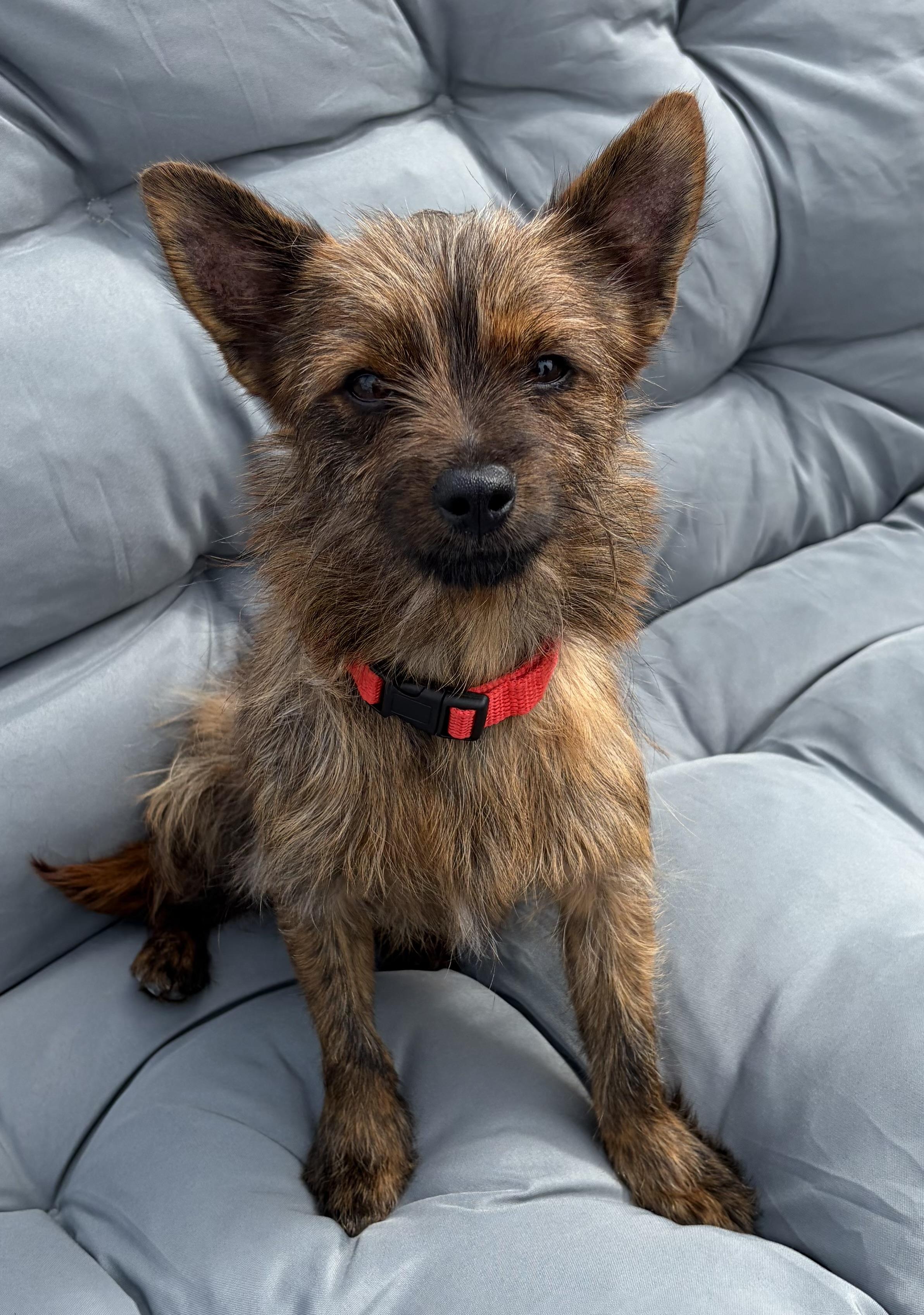 Chewy, an adopted mixed breed in Eatontown, NJ image 2/6