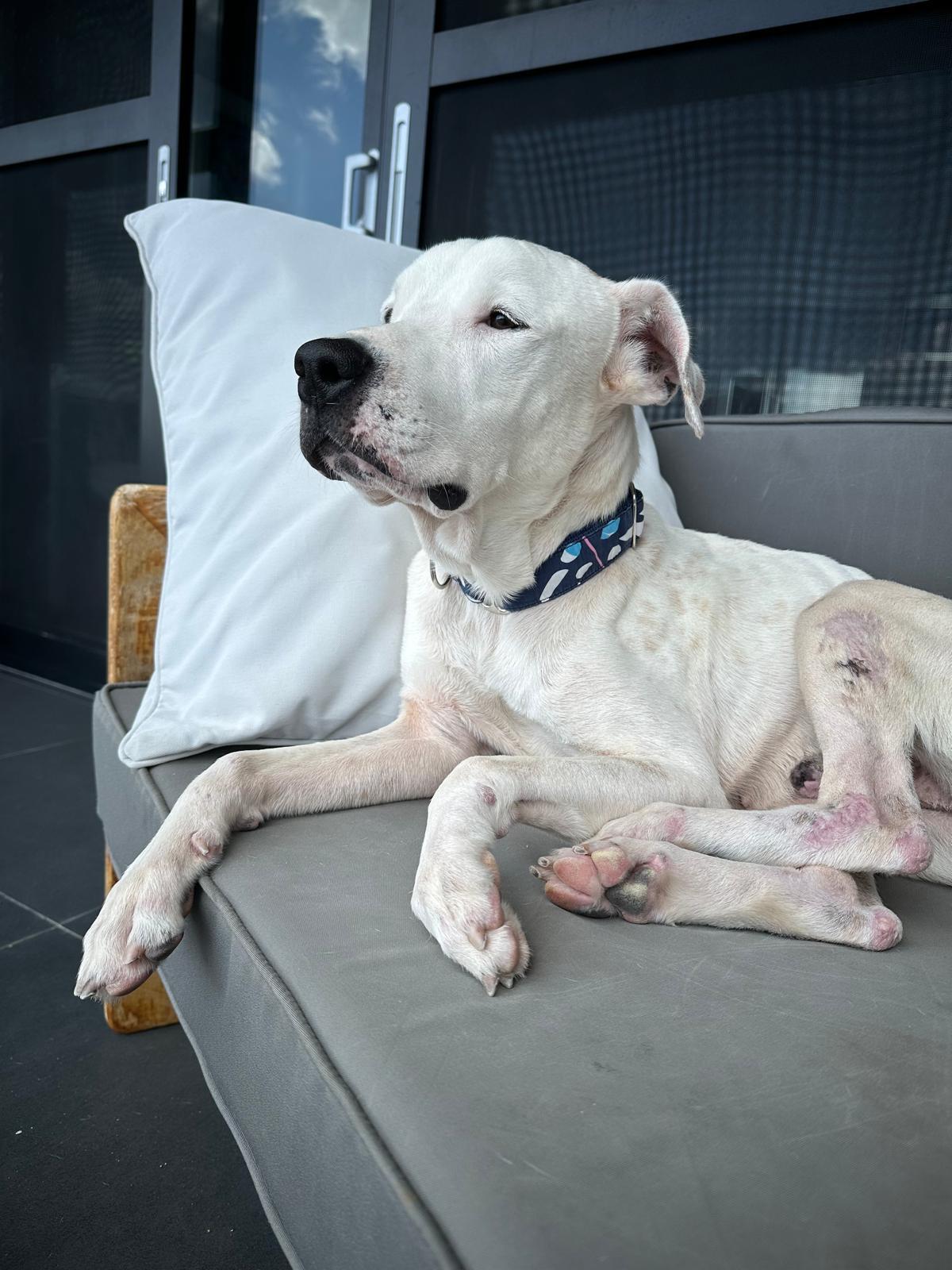 Joe, a Adopted mixed breed in New York, NY image 3/5