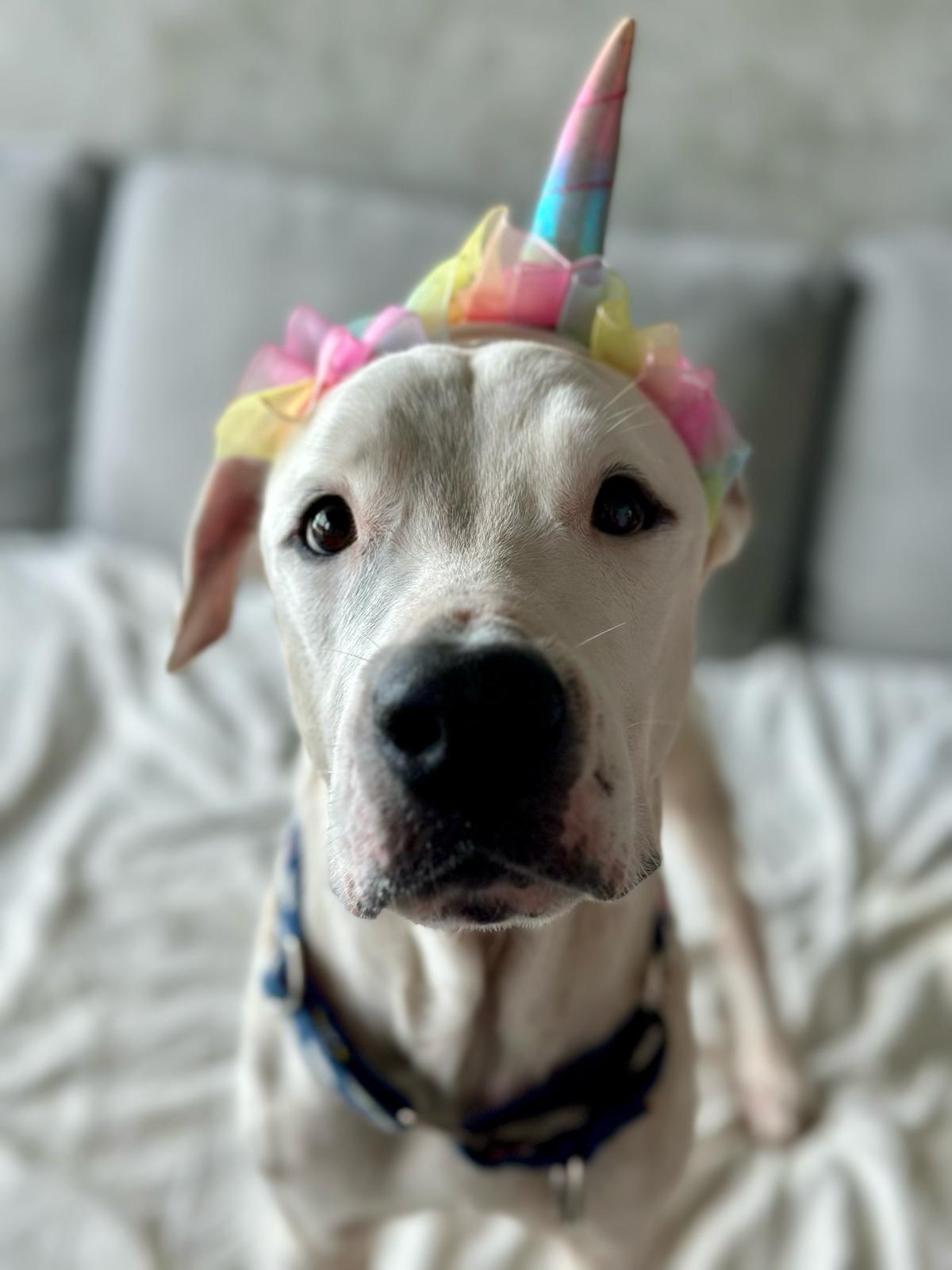 Joe, a Adopted mixed breed in New York, NY image 1/5