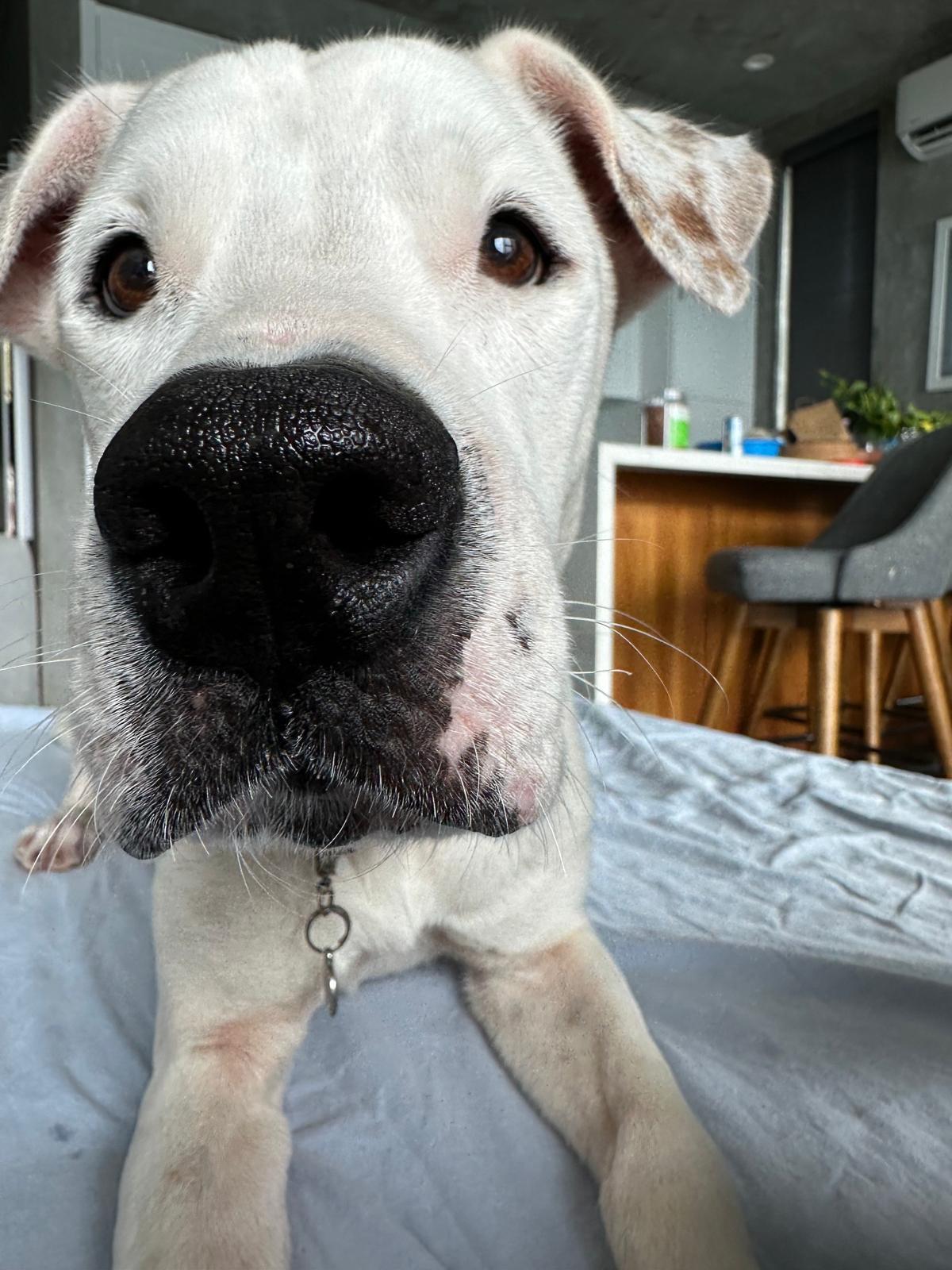 Joe, a Adopted mixed breed in New York, NY image 4/5