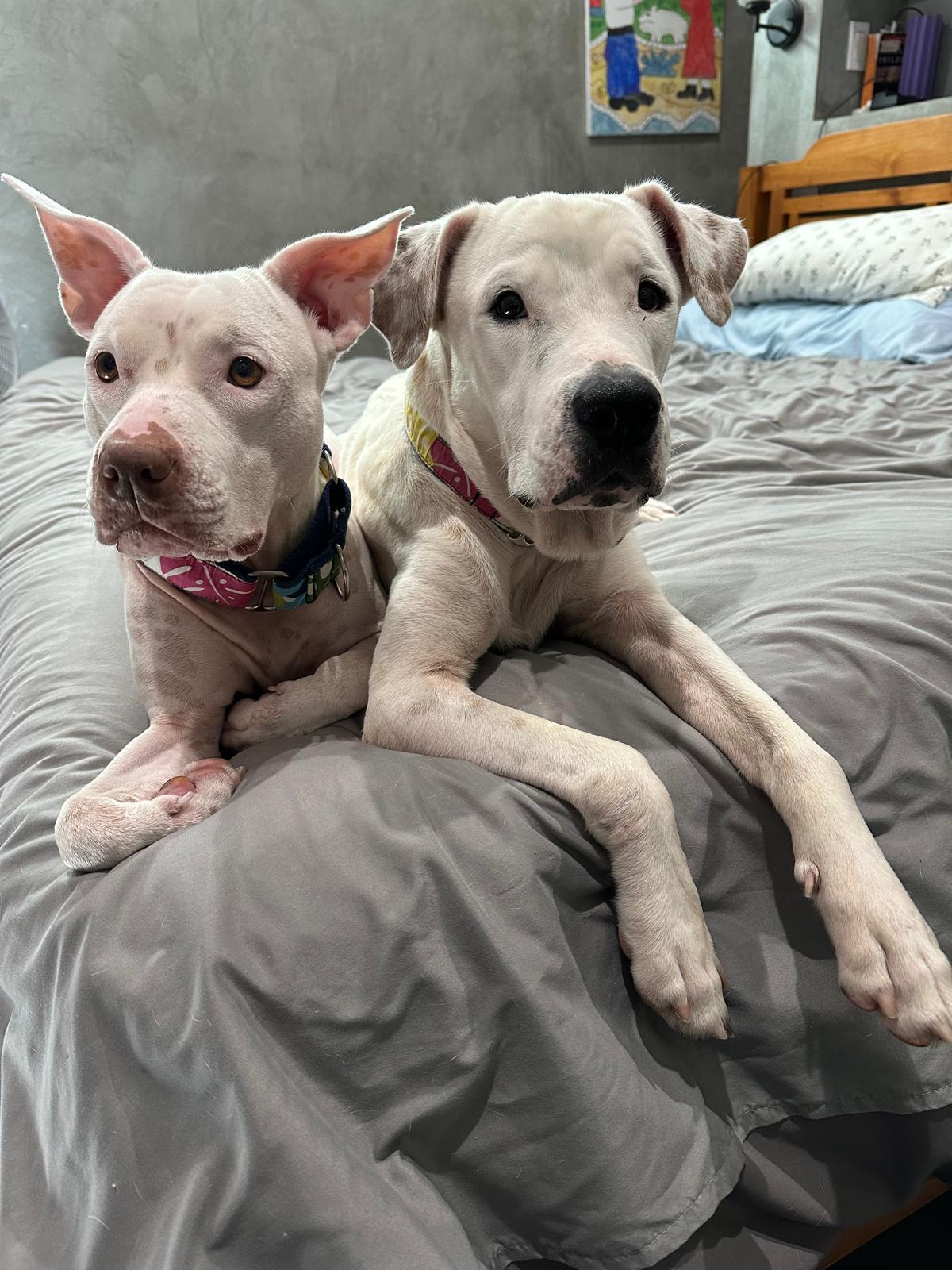 Joe, a Adopted mixed breed in New York, NY image 5/5