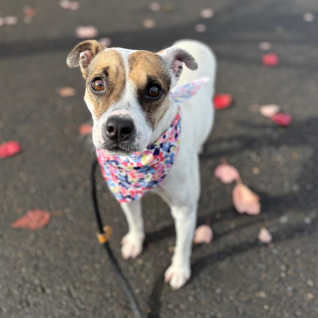 Enlarge Sassy, a Adoptable Rat Terrier in Newberg, OR image 1/6