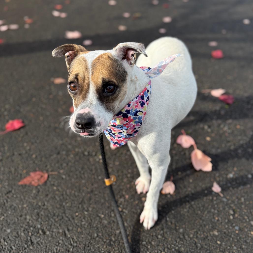 Enlarge Sassy, a Adoptable Rat Terrier in Newberg, OR image 2/6