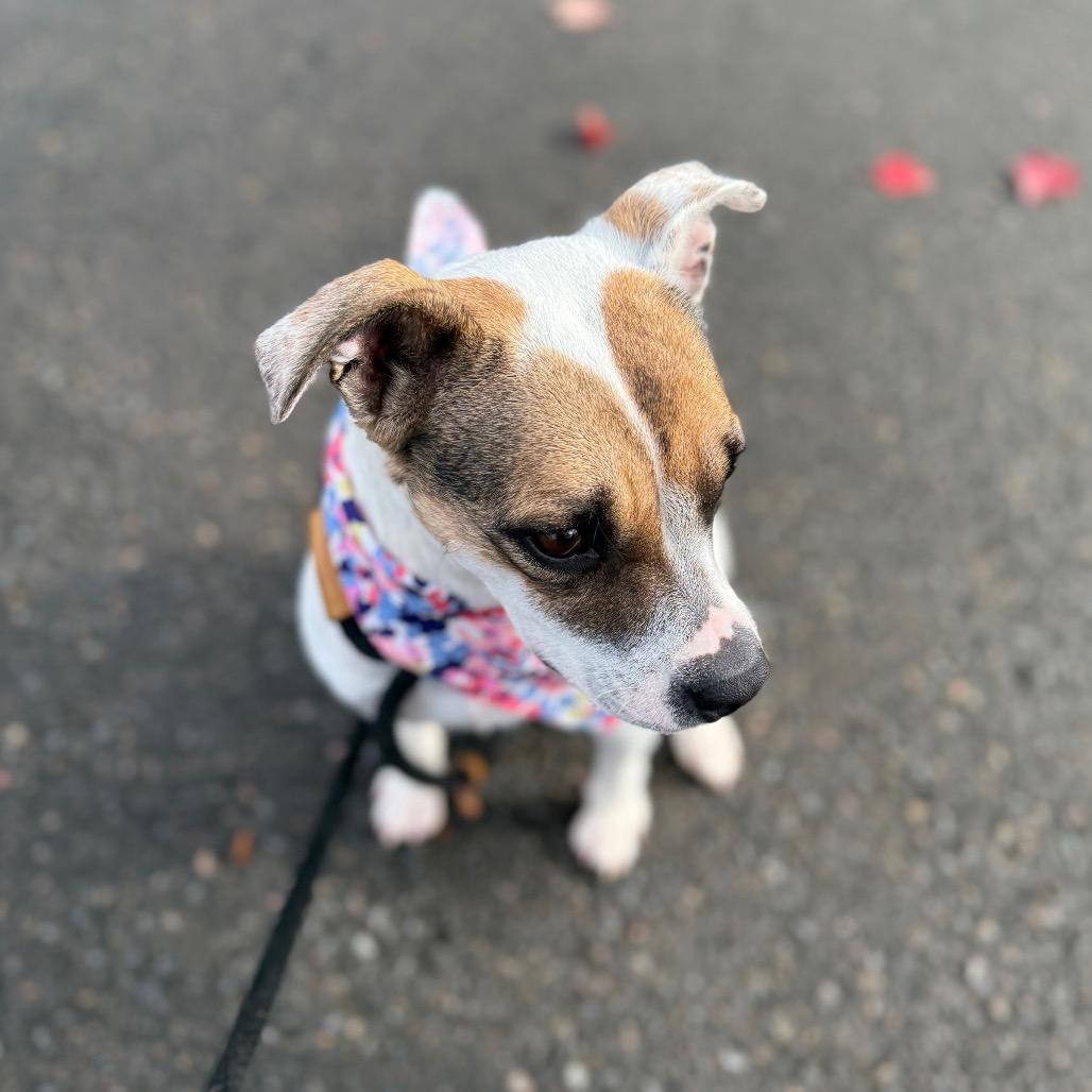 Enlarge Sassy, a Adoptable Rat Terrier in Newberg, OR image 3/6