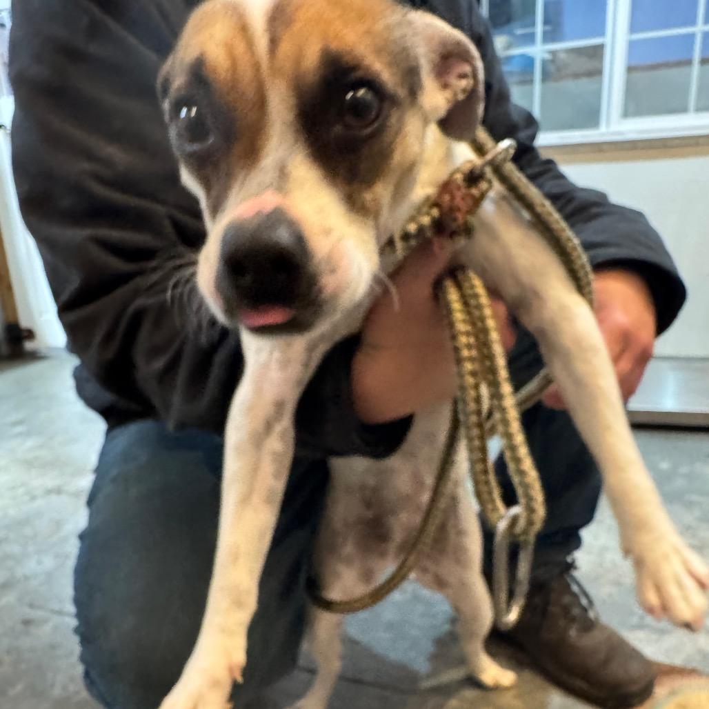 Enlarge Sassy, a Adoptable Rat Terrier in Newberg, OR image 4/6