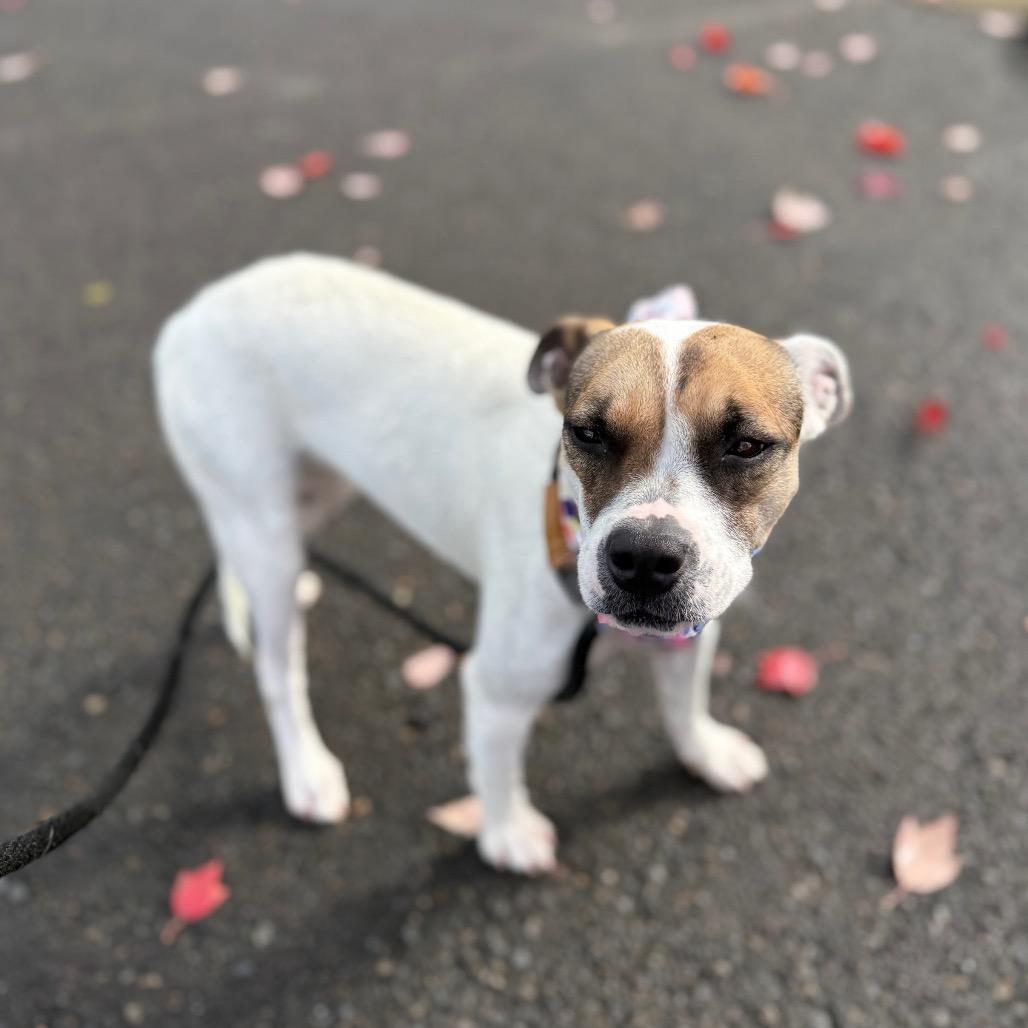 Enlarge Sassy, a Adoptable Rat Terrier in Newberg, OR image 5/6